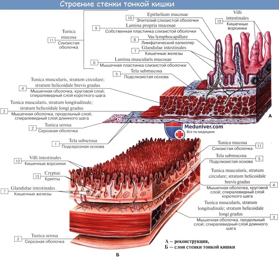 Слизистый слой кишки. Структура слизистой оболочки тонкой кишки. Строение слизистой оболочки тощей кишки. Слизистая оболочка тонкой кишки анатомия. Строение стенки тонкой кишки анатомия.