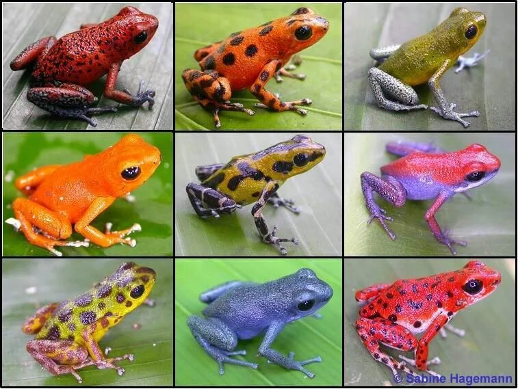 Nature and more Dart frog, Poison dart frogs, Frog