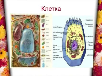 Вертикальные ряды живых клеток
