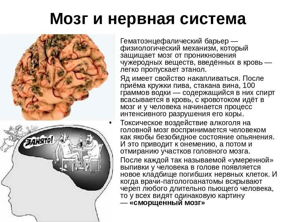 Можно ли восстановить мозг. Влияние алкоголя на мозг человека. алкоголь и мозг человека. воздействие алкоголя на головной мозг человека. влияние спиртов на головной мозг.