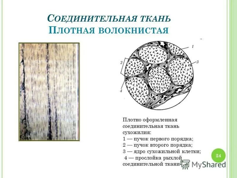 Плотная оформленная соединительная ткань сухожилия. Плотная оформленная соединительная ткань сухожилия