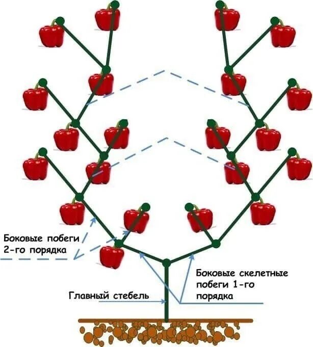 Нужно ли прищипывать перец. Схема пасынкования перца в открытом грунте. Схема формирования перцев в теплице схема. Формирование куста перца в теплице схема. Формировка перца в теплице схема.