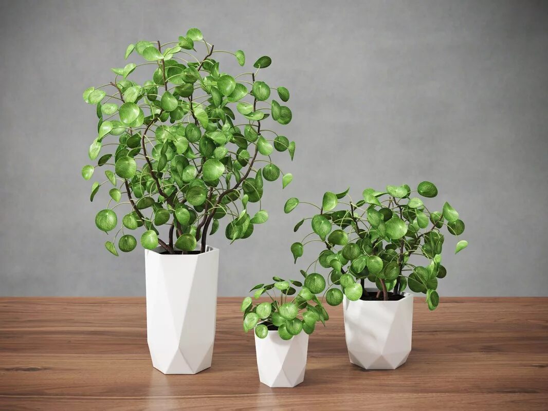 пиления пиперониевидная. пилея пеперомиевидная. пеперомия пилея кадье. пилея пеперомиевидная. пеперомия пилея пеперомиевидная.