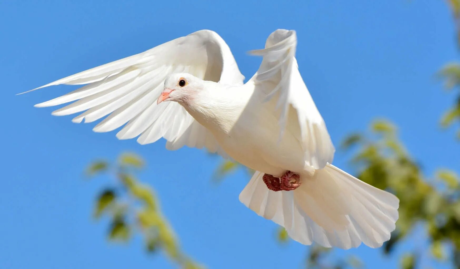 Пиджеон голубь. Кабутар расм. Белый голубь. Красивые голуби. Мама голуби летят