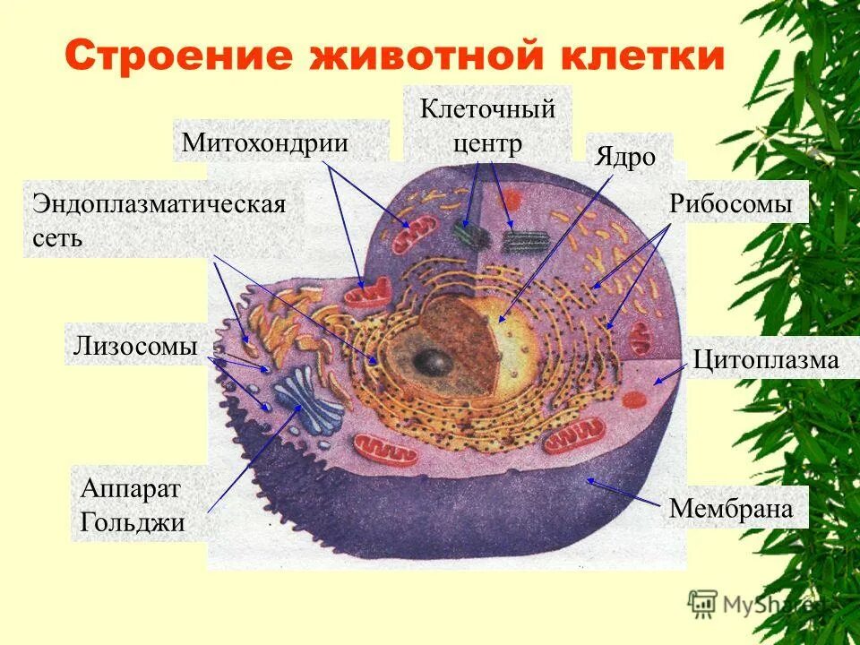 Химические клетки органоидов