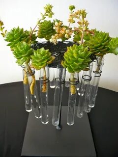 Tube plant