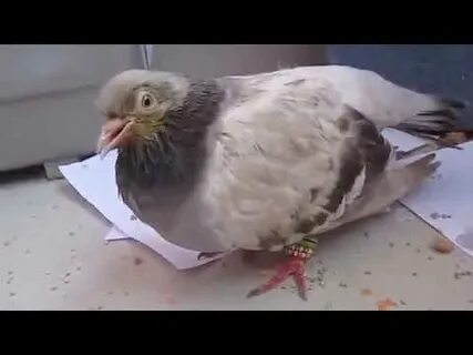 Домашние голуби болезни
