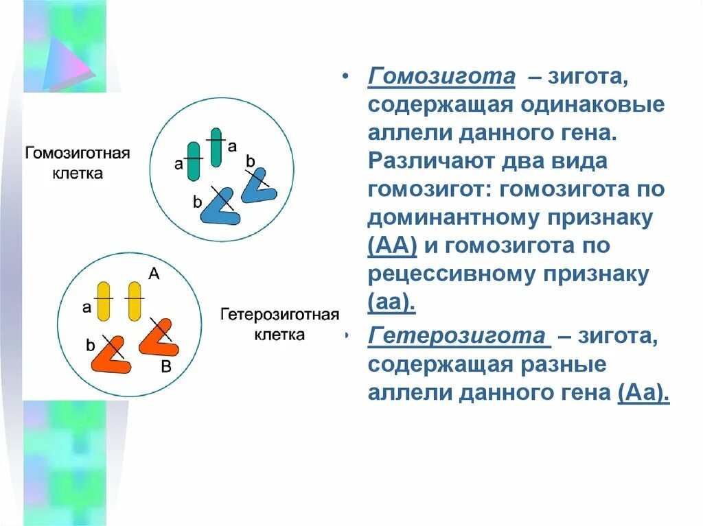 Гомозигота и гетерозигота это. Гомозигота по рецессивному признаку. Доминантная гомозигота. Зигота содержащая одинаковые аллели данного Гена. Гомозиготная особь с рецессивным признаком