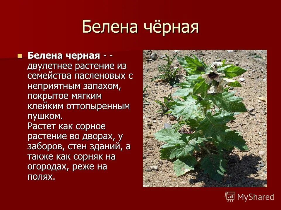 Белена черная лекарственное растение. Белена черная ветвление стебля. Белена черная ядовитое растение описание. Белена черная ядовитое растение. Белена черная ядовитое растение.