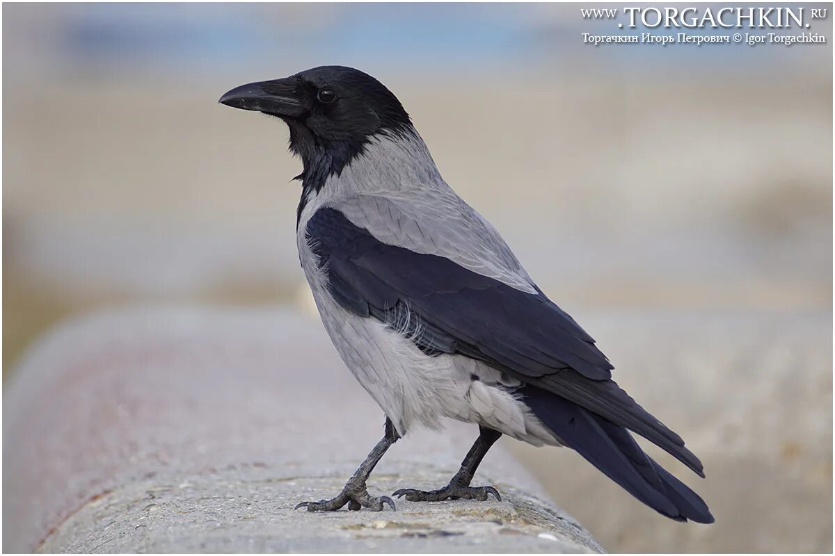 Серая ворона самец. Серая ворона самец. Corvus cornix. Самка серой вороны. Самка серой вороны.
