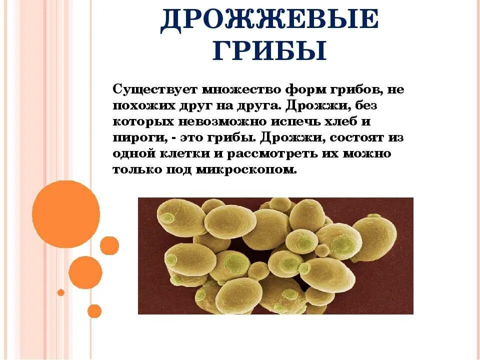 Почему дрожжи незаменимы в хлебопечении. Дрожжи грибы.