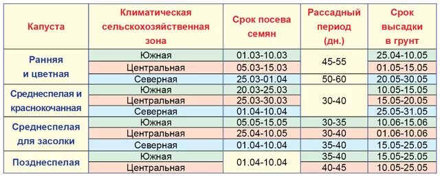 Сроки посева семян капусты на рассаду. Когда сажать капусту на рассаду позднюю. Сроки посадки капусты таблица. Когда сажать капусту на рассаду позднюю. Схема посадки рассады поздней капусты.