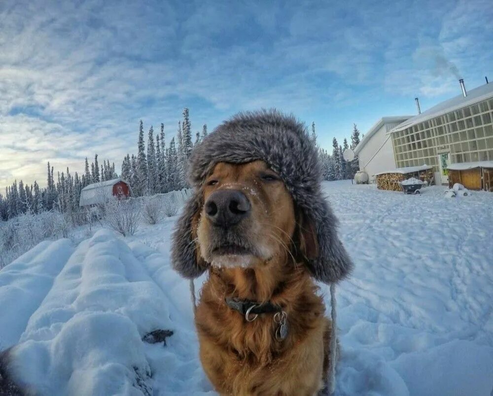 Писать холодно. Пёс в шапке ушанке. Холод собачий. Собаке холодно. Собачка зимой в шапке.