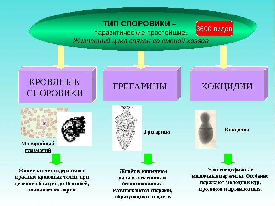 Споровики простейшие представители. Паразитические представители типа Споровики. Тип Споровики таблица. К простейшим типа Споровики относятся. Выберите паразитических простейших ответ