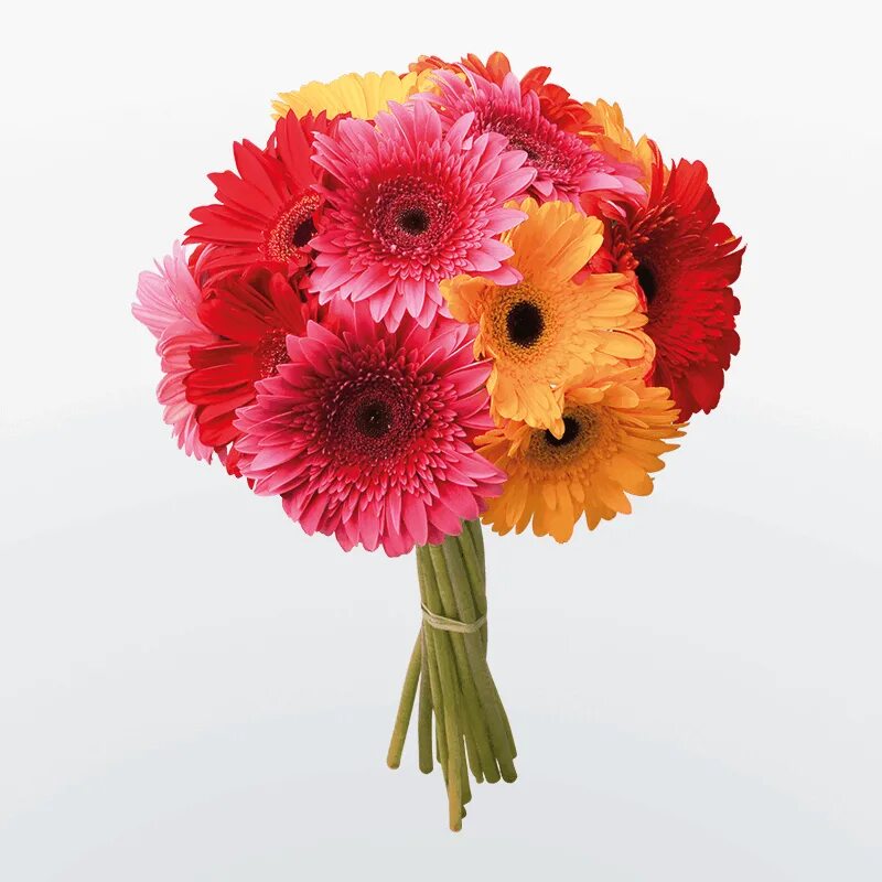 Гербера коралловая. Гербера горшечная. 25 гербер букет. Сколько стоят герберы. Гербера мариатта.