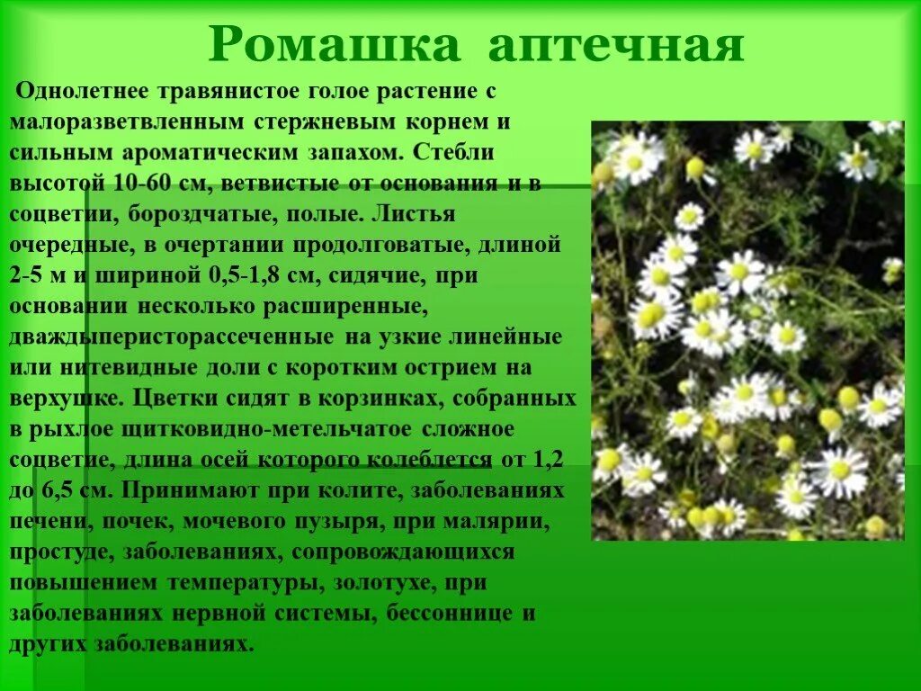 Ромашка лекарственное растение. Ромашка аптечная. Лекарственное растение Ромашка доклад. Сообщение на тему лечебные растения.