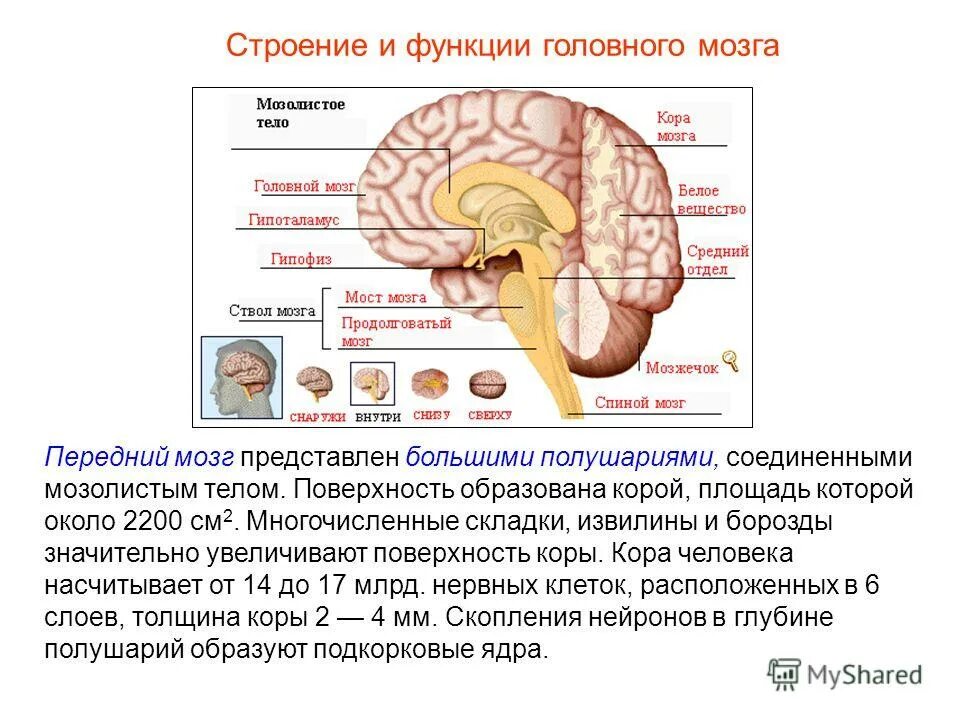 Функции коры больших полушарий головного мозга таблица. Строение и функции больших полушарий мозга. Большие полушария мозга особенности строения и функции. Строение большого полушария головного мозга кратко и функции. Большие полушария строение и функции.