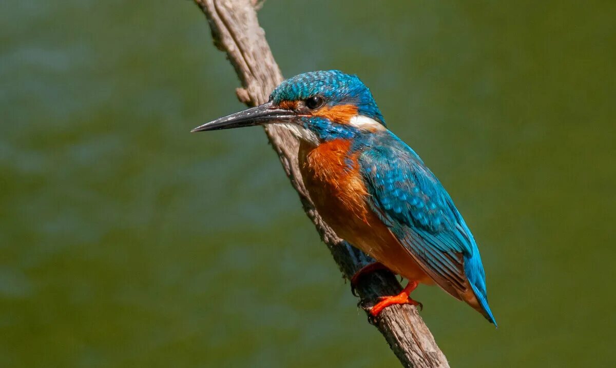 зимородок израиль. зимородок в камышах. Alcedo atthis. зимородок из шри. лапы зимородка.