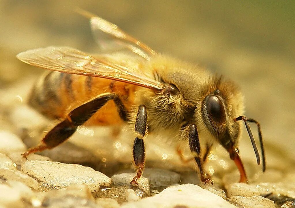 Апи пчела. АПИС церана. Пчёлы церана. Пчела восковая. Китайская восковая пчела.