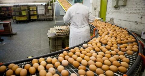 На птицефабрике упаковали 860 яиц в большие