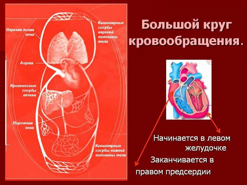 Скорость круга кровообращения. Малый круг кровообращения человека начинается. Откуда начинается большой круг кровообращения у человека. Большой круг кровообращ. Большой круг кровообращения н.