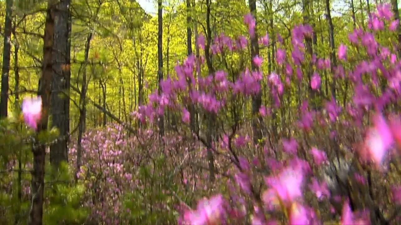 Песня багульник самоцветы. Багульник на сопках приморья. Рододендрон остроконечный (rhododendron mucronulatum turcz. Песня где то багульник на сопках цветет. Рододендрон даурский.