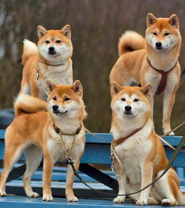 Сиба ину. Сиба шиба ину акита. Таки собака. Разве это собака. Японская акита ину.