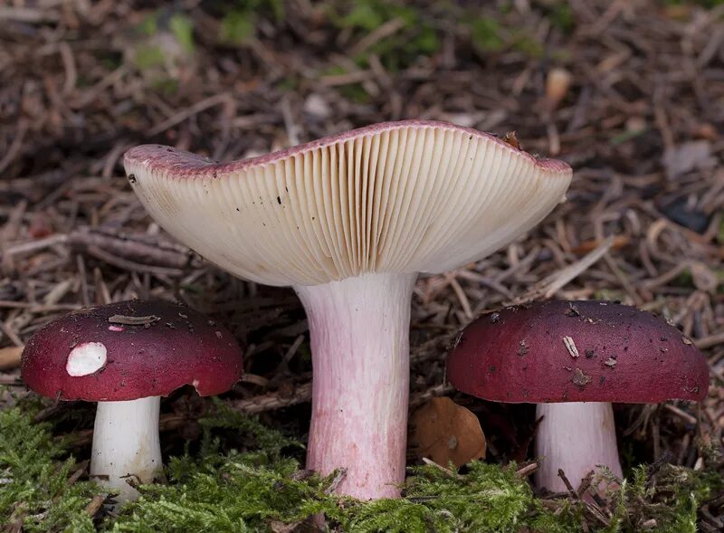 Есть гриб сыроежка. Сыроежка (Russula). Russula xerampelina. Сыроежка съедобные грибы. Съедобный гриб Сырышка.