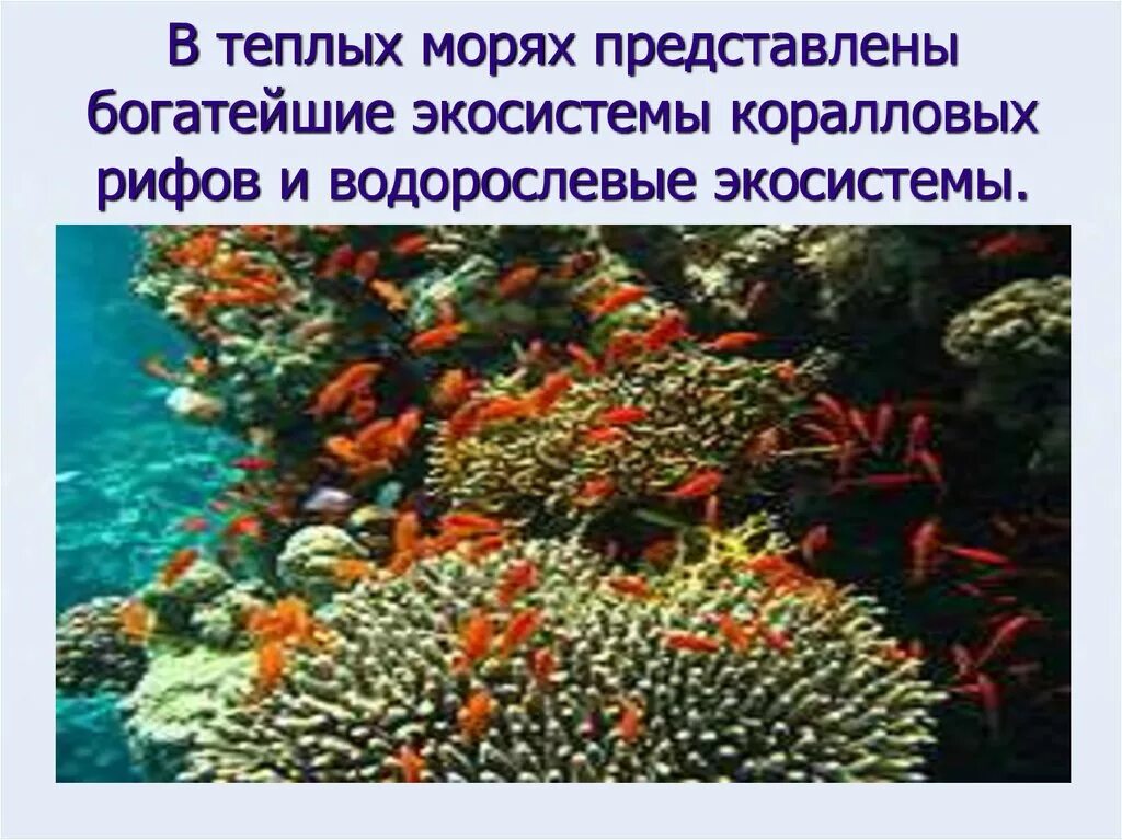 Экосистема кораллового рифа. Коралловых рифов и водорослевые экосистемы. Обитатели морских экосистем. Коралловые рифы презентация.