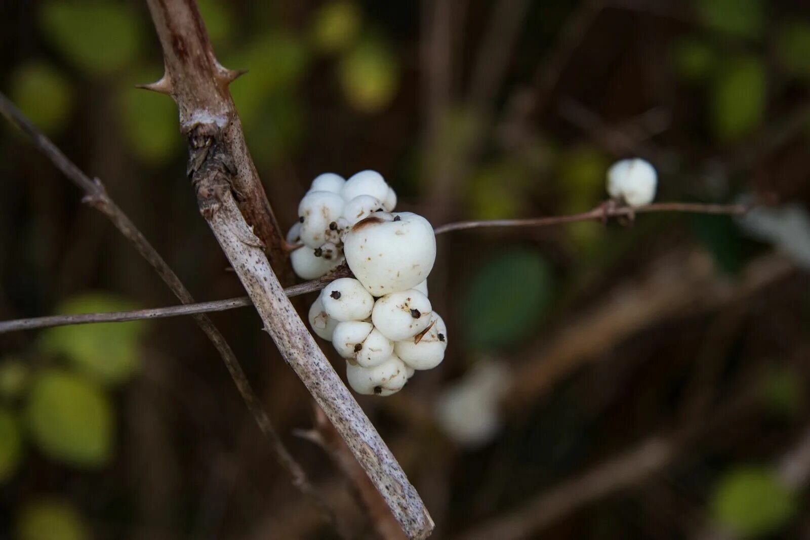 Снежноягодник белый symphoricarpos albus. Снежноягодник съедобный. Снежноягодник белый. Снежноягодник белый. Белая ягода на дереве.