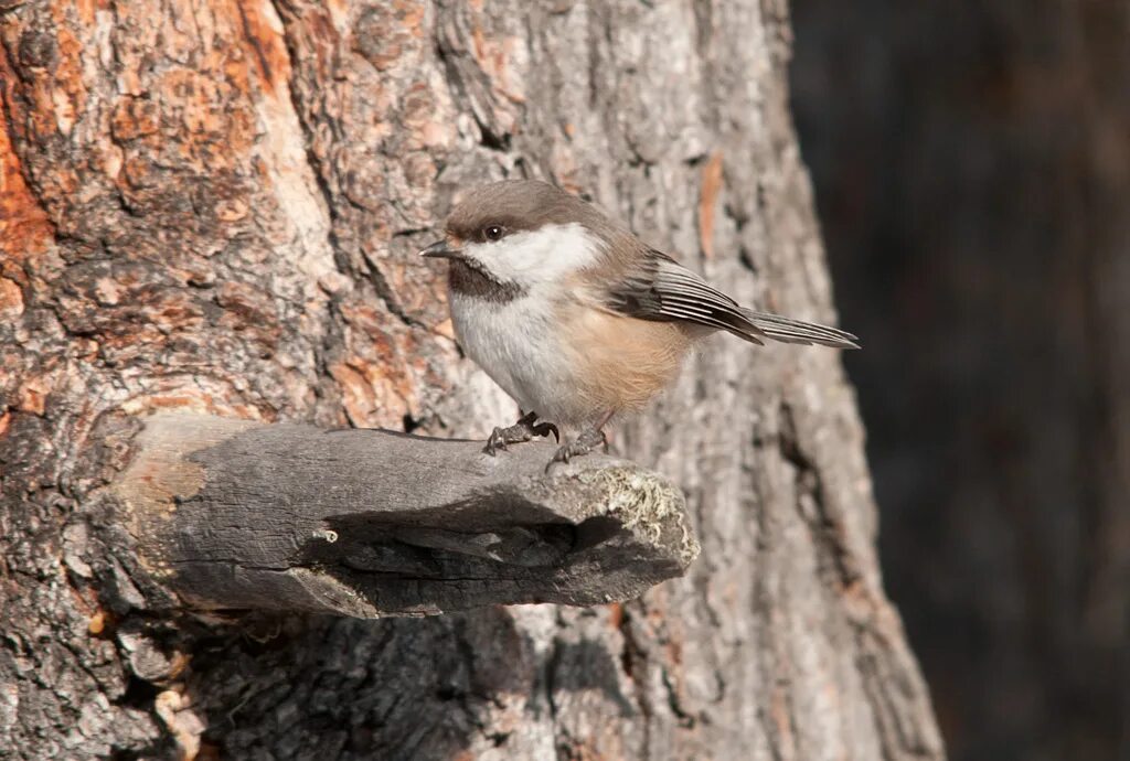 Красноголовый и. Творевор хендерсон сиреноголововый. Песня сероголовый. Сероголовый виреон. Песня сероголовый.