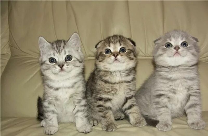 шотландский кот фолд и страйт. скоттиш страйт вислоухий. шотландская вислоухая кошка страйк. шотландская вислоухая кошка страйт. шотландская вислоухая кошка фолд и страйт.