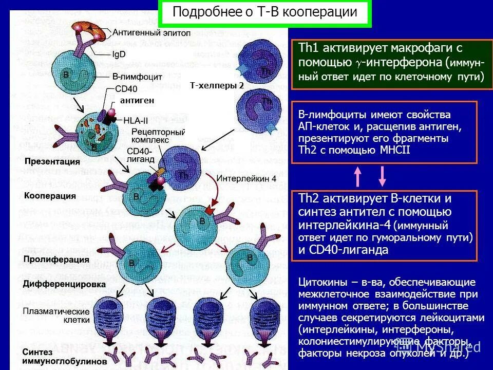 лимфоциты синтезирующие антитела. механизм образования антител схема. иммунологическая толерантность. фагоциты лимфоциты антитела функции. клонально-селекционная теория развития антител.