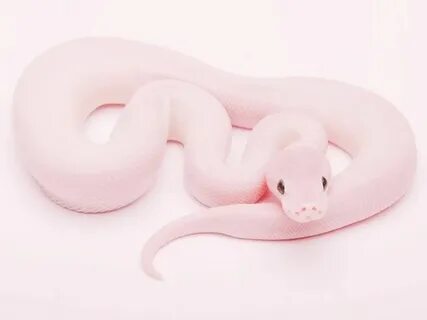 Am snake