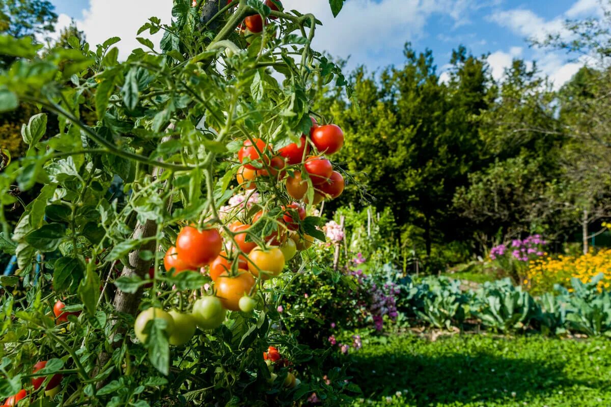 Tomato grow