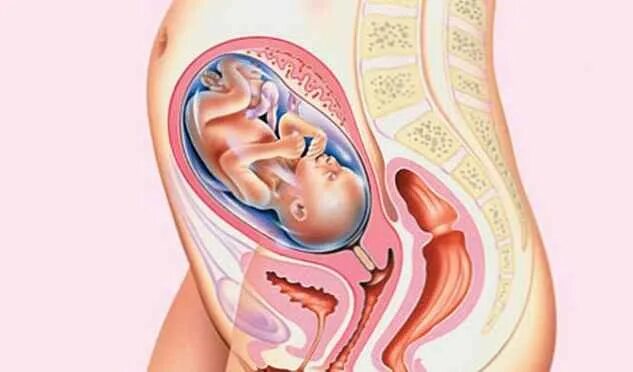 Положение ребенка на 26 неделе беременности. Положение плода на 26 нед беременности. Беременность изнутри 26 недель. 26 неделя схватки
