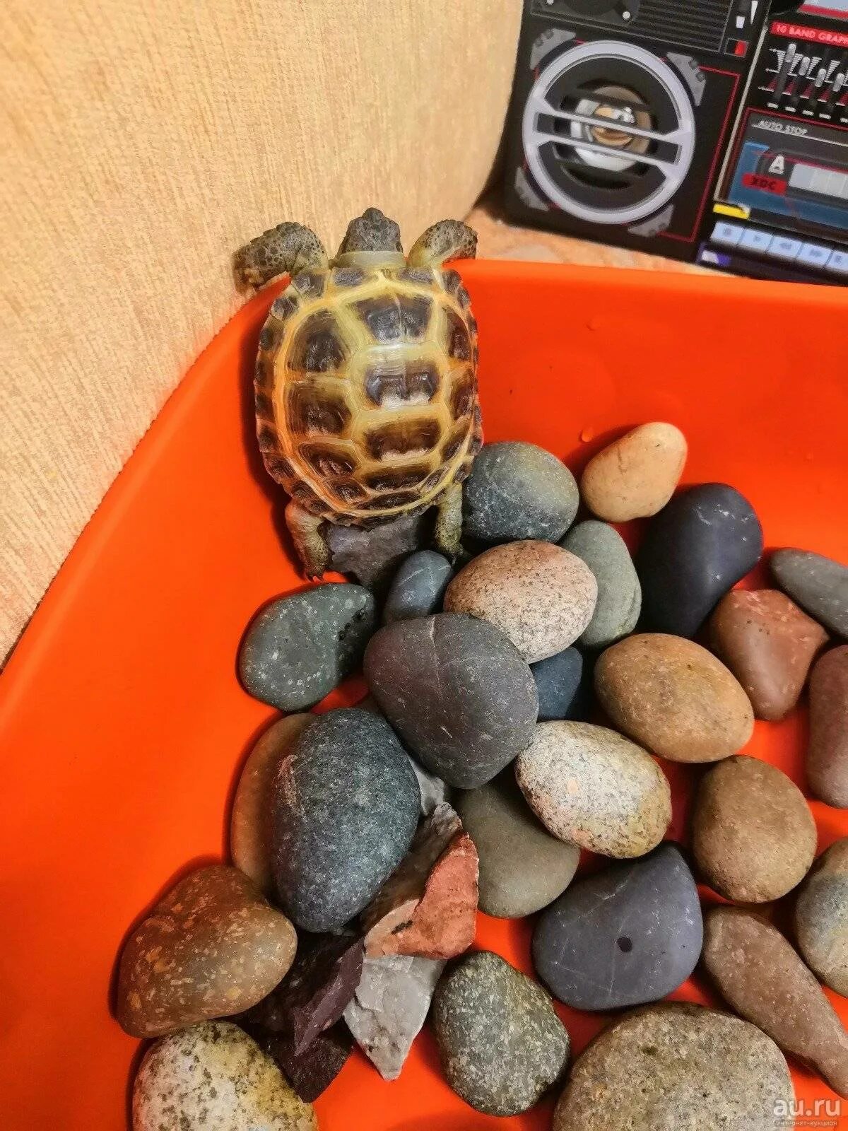 Грот для красноухой черепахи. Миска для геккона. Террариум биодизайн turt-house aqua 55 настольный для водных черепах. Грот barbus decor 065 для черепах 17x12x15. Грот для аквариума barbus.