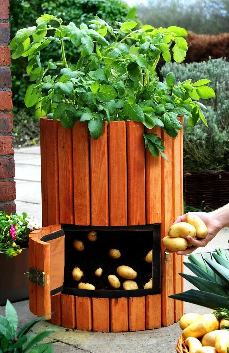 How to grow bell peppers -two-level trellis to support pepper plants Vegetable g