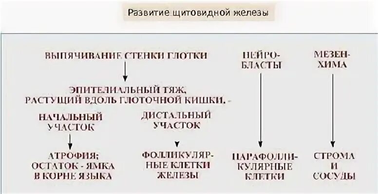 Возрастные изменения крови гистология. Возрастные и адаптационные изменения крови. Возрастные особенности крови таблица. Возрастные изменения крови