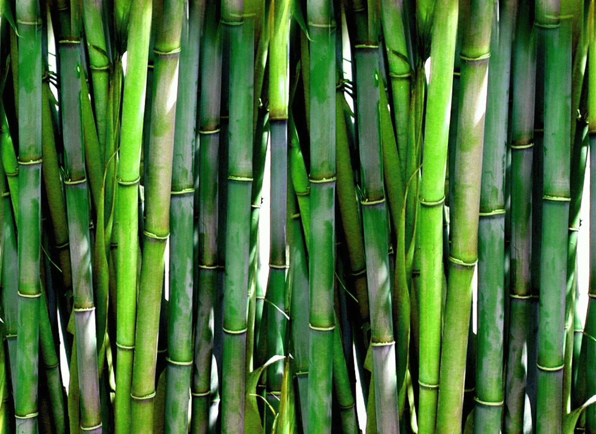Бамбук это растение. Бамбук листоколосник. Бамбук Широшима. Бамбук садовый широколистный. Тростник и бамбук.