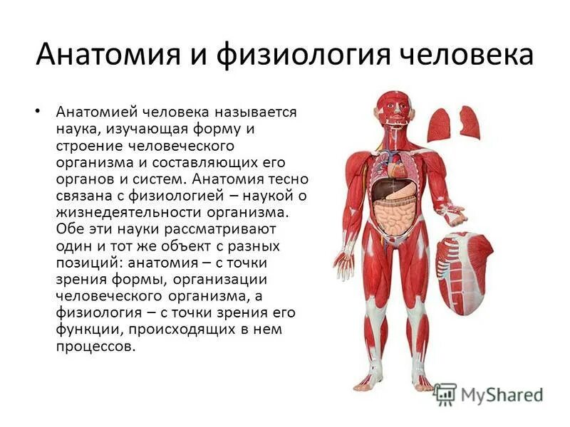 Основы анатомии и физиологии. Анатомия и физиология человека. Основы анатомии и физиологии человека. Физиологическая структура человека.