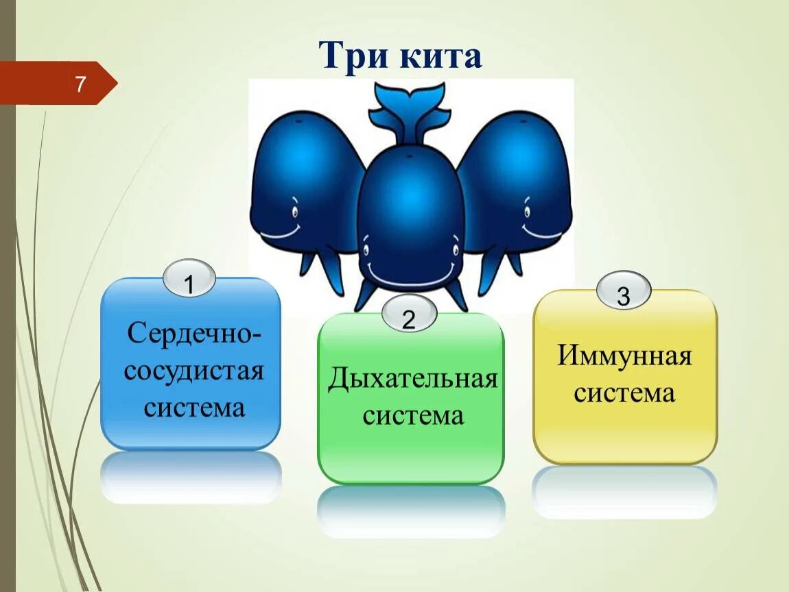 Три кита отзывы. РТИ кита. Три кита. Три кита здоровья. РИТ кит.