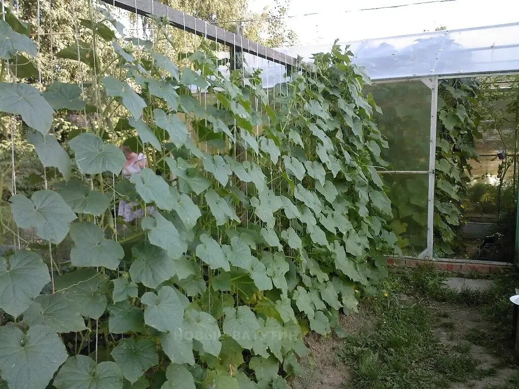 Подвязывание огурцов на шпалере. Шпалерная подвязка огурцов. Огурцы на Шпалерной сетке в теплице. Сетка Шпалерная огуречная. Огурцы выращивание на улице