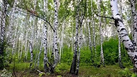 Самая милая роща
