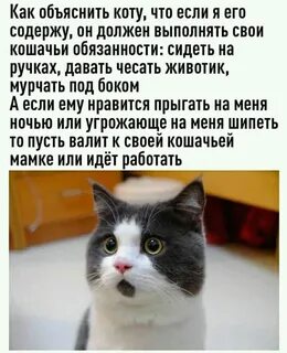 За что я люблю свою кошку