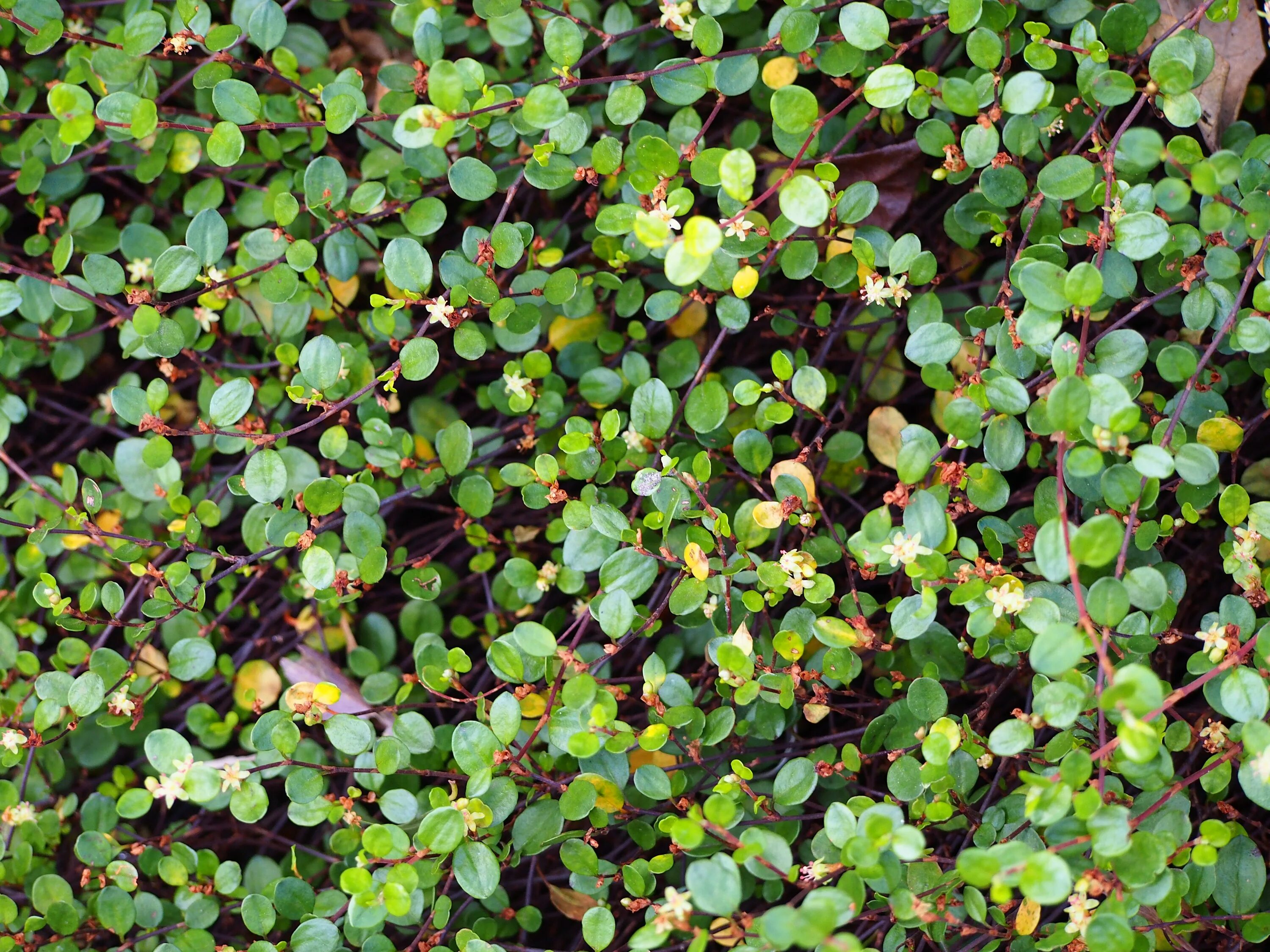 Карликовый фикус пумила. Гелксина солейролия. Солейролия ауреа. Бересклет форчуна ползучий. Сорняки растения почвопокровные.