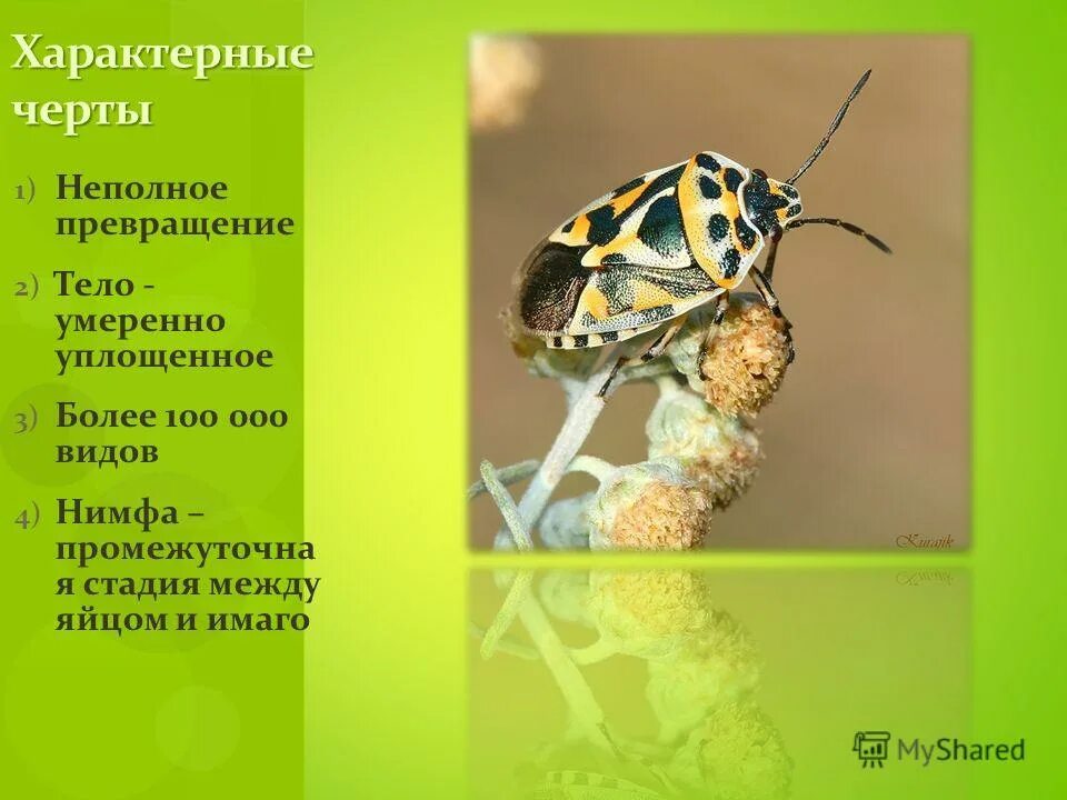Полужесткокрылые насекомые характеристика. Места обитания полужесткокрылых. Полужесткокрылые насекомые среда обитания. Места обитания полужесткокрылых. Клопы полужесткокрылые представители.