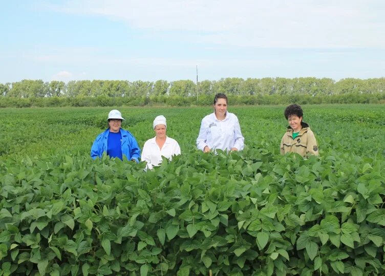 Зеленцов сергей викторович вниимк. Сорт сои альтона. Соя шама. Соевые поля. Даурия сорт сои.