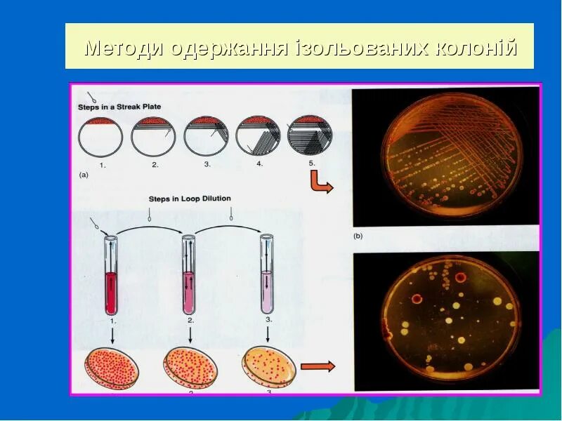 Цель микроскопии мазков из изолированных колоний
