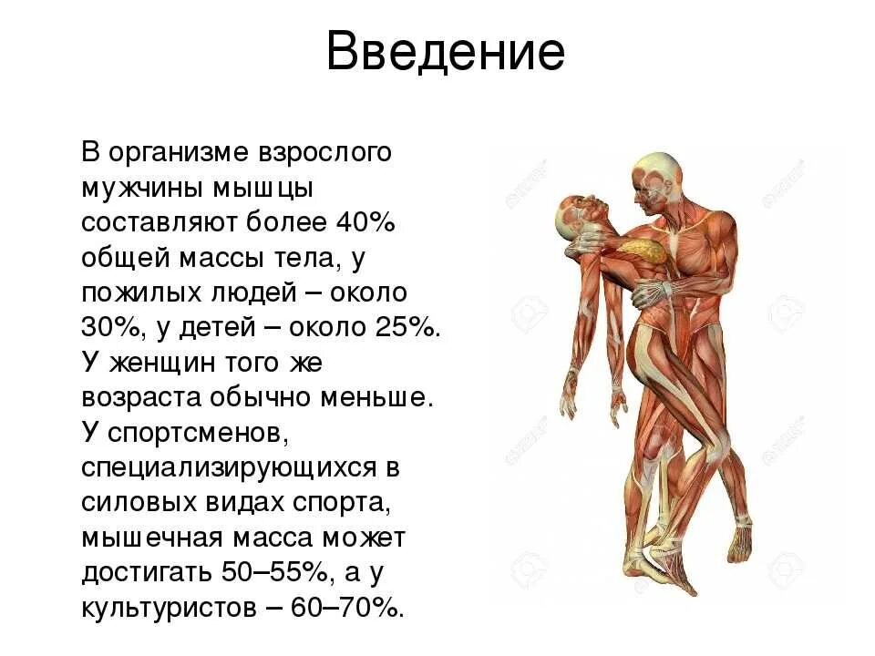 Информация о мышцах. Интересные факты о организме человека. Мышцы тела человека. Мышцы презентация.
